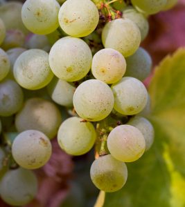 uva blanca verdejo vino blanco
